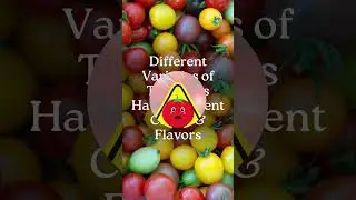 Fascinating & Unusual Facts About Tomato