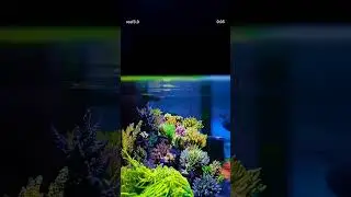 Torch Corals Like NEVER Before | Illumagic X4 Lighting Schedule Reef 3.0