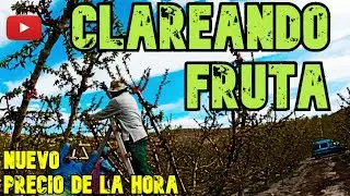 Clareando Fruta Nectarina, Chato etc, 4K Trabajo de Campo || Vlog de Trabajo #6
