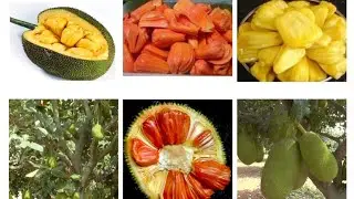 ನಮ್ಮ ತೋಟದಲ್ಲಿರುವ ವಿವಿಧ ಬಗೆಯ ಹಳಿಸಿನ ತಳಿಗಳು (varieties of jackfruit)