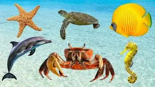 Sea Animals in English 🐠🦀 | Learn with Pictures & Native Pronunciation (Part 1)