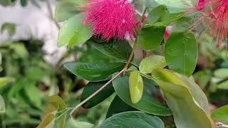 Calliandra haematocephala, #viralvideos #garden #flowers #exotic #plants #calliandra