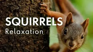 Squirrels in the Wild | Relaxing Music & Nature