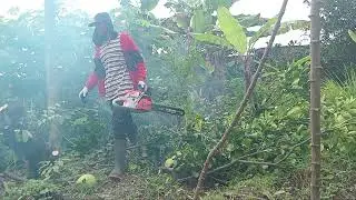 Pruning less productive orange trees #everyone #viralvideo #fyp 