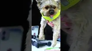 Custom Orthotics for Small Dogs #dog #brace #pet #viral #dogbrace #vet