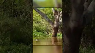 Ягуар падает с дерева на крокодила!
