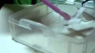 Clear Embossing