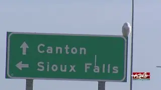 Rare snowy owl spotted near Sioux Falls