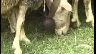 Pecorino di Farindola 3