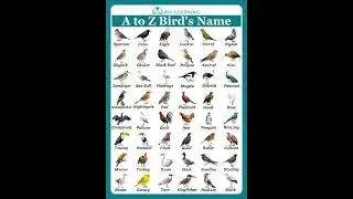 Birds Name English Vocabulary #birds #shortsfeed #rmlearning