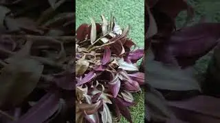 wandering Jew plant in bottle