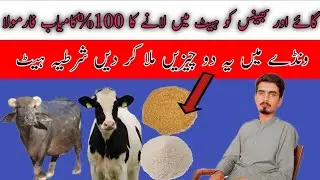 Best formula for animals heat ہیٹ میں لانے کا فارمولا 100٪ |Dairy farming solution