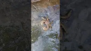 A Broad Clawed Porcelain Crab (Porcellana platycheles), County Clare, Ireland.