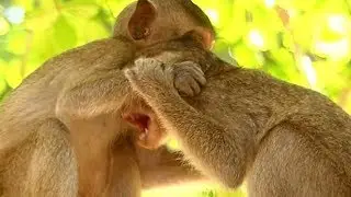 Pity poor Maci Monkey | Maddix BIte and Fight Baby Maci | Maci Creaming | Sounds Monkey
