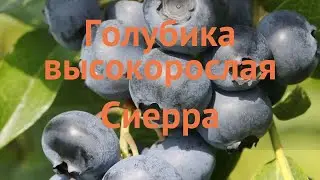 Голубика высокорослая Сиерра (sierra) 🌿 обзор: как сажать, саженцы голубики Сиерра