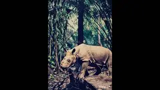 Malaysian last Sumantran Rhino seen in the wild. #nature's#extinct #wilderness#wildlife#nature