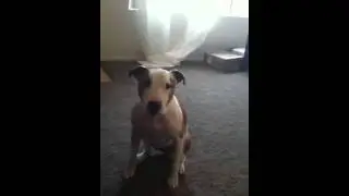 Genius dogs