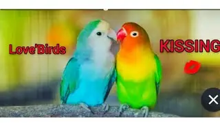 Love Birds Kissing Together|Cute Couple Love Birds Talking Together And Kissing| #Shorts #Lovebirds