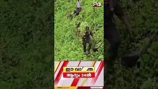 പാലക്കാട് അഗളിയിൽ വൻ കഞ്ചാവ് വേട്ട; പതിനായിരത്തോളം കഞ്ചാവ് ചെടികൾ നശിപ്പിച്ച് പൊലീസ്