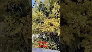 Mango flowering treatment I आम में बौर I