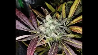 Humboldt Seeds Three Blue Kings