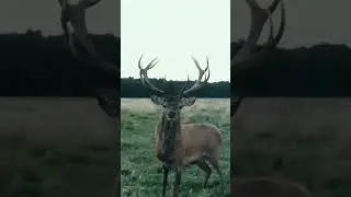 Величественные красные олени