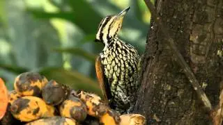 野鳥動画タイ編～ズアカミユビゲラ♀バナナ採食'Common Flameback'
