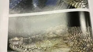 Reptiles: Cold-Blooded Scaly Vertebrates