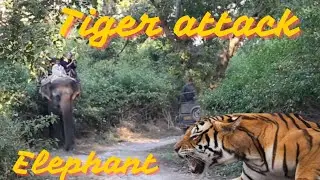 Tiger attack for elephant  jim Corbett dhikala zone