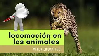 Locomoci&oacute;n en los animales ( video educativo para ni&ntilde;os)