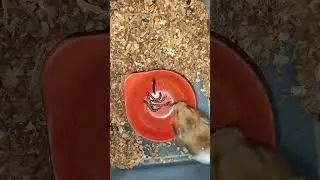HAMSTER MEET LIVE MEALWORMS / SUPERWORMS FOR HAMSTER