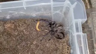 tarantula feeding