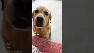 Mood off? Snack on! 🐶✨.          #trending #youtubeshorts #dog #shorts #funny