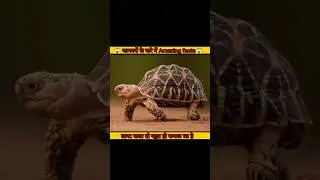 Amazing facts about animal 🐪||crazy facts about animal||#facts #shorts