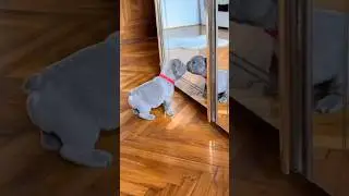 pibbles are always cute