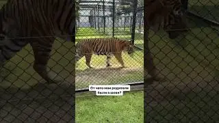 КАПЕЦ КАК БЫЛО СТРЕМНО 🫨#путешествия #тигр #таиланд #travel #thailand #tiger #шок #lifestyle #shock