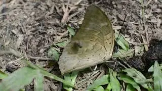 Cat TV for Cats 🐱🦋 10 Hours - Butterflies & Soft Bird Sounds | Calm Nature Watching