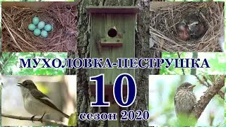 От гнезда до птенца. Хроника событий. Мухоловка-пеструшка. (Ficedula hypoleuca) 10 серия. Сезон 2020