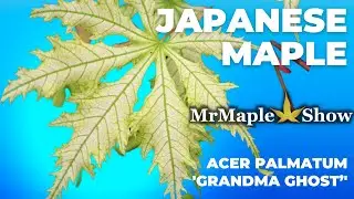 Acer palmatum 'Grandma Ghost' | Reticulated Japanese Maple | MrMaple Clips