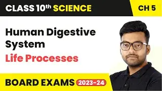 Human Digestive System - Life Processes | Class 10 Science Chapter 5