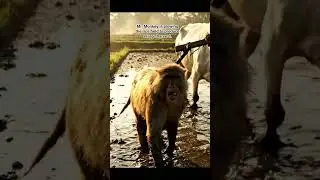 Part 1 | Mr. Monkey is plowing the field to plant rice