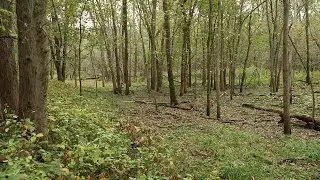 Wetlands at Hartman Reserve | FIND Iowa