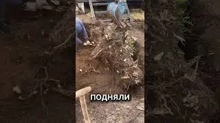 Рабочий день на мини экскаваторе Rippa R-10 корчевка пня. Король пень.