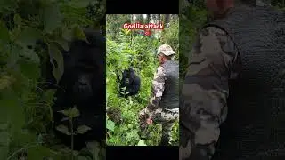 Uganda Africa - Gorilla attack to human #shorts #gorillatag #attack