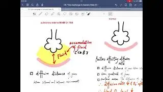 DSE BIO Key concept Ch 7 part 6 不同情況對gas exchange efficiency的影響 DSE 2019 IB Q5