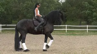 Friesian horse training