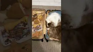 Whats your dog packing in their little suitcase for the holiday getaway? #dogslove #doglife #dogmeme