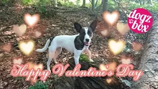 Valentinstagsbox // DogzBox // Sonderbox