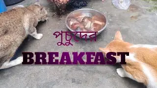 Cats eating raw fish - Kittens eating fish | Feeding Cats #vlog #youtube