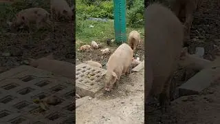 Pig family, #pig , #piglove , #piglife , #pigfamily , #pigeating , #pigkeeping , #pignose , #pigfeed
